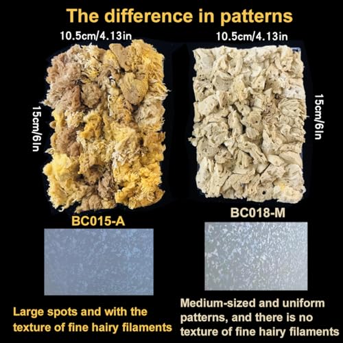 BANCOO Natural Sea Sponge Daubers for Wall Texture Painting - Reusable Texturing Tool for Intricate Patterns, Professional & DIY Home Renovation Art Paint Projects (BC018-M) - Image 2