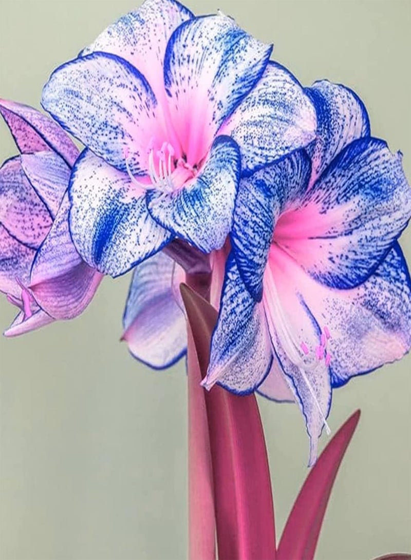 GGOOT 2Stück Amaryllis Zwiebeln in gemischten Farben selten dekorieren Sie Ihr Zuhause spezielle Gartenblumen geeignet für die Bepflanzung im Freien Machen Sie Schnittblumensträuße einfache Kultivierung - Image 1