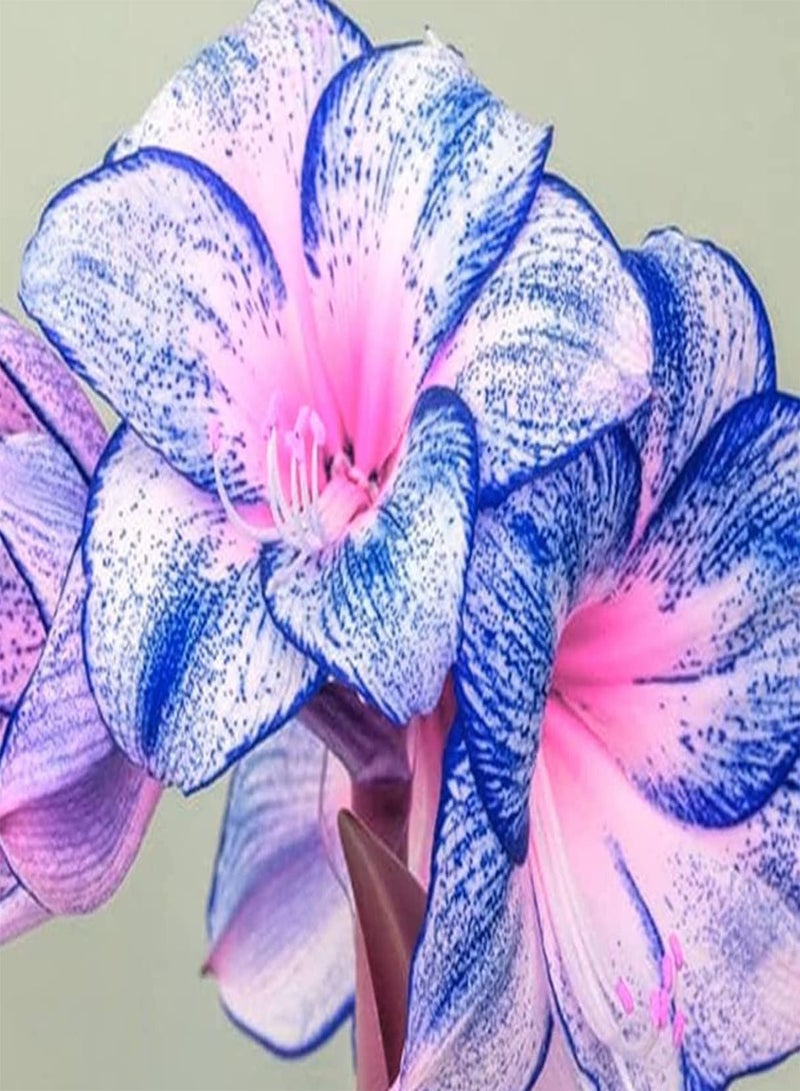 GGOOT 2Stück Amaryllis Zwiebeln in gemischten Farben selten dekorieren Sie Ihr Zuhause spezielle Gartenblumen geeignet für die Bepflanzung im Freien Machen Sie Schnittblumensträuße einfache Kultivierung - Image 2