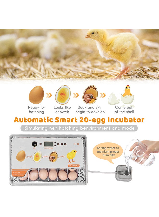 Generic Digital Egg Incubator 20 Eggs Poultry Hatcher with Auto Egg Turning Temperature Control LED Light Temperature Humidity Alarm Incubator for Chicken Ducks Birds Eggs  - Image 4