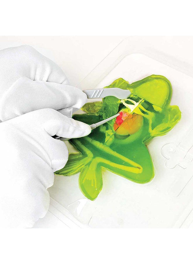 Slimy - Dissect It Simulated Synthetic Lab Dissection Frog Lab - Image 1