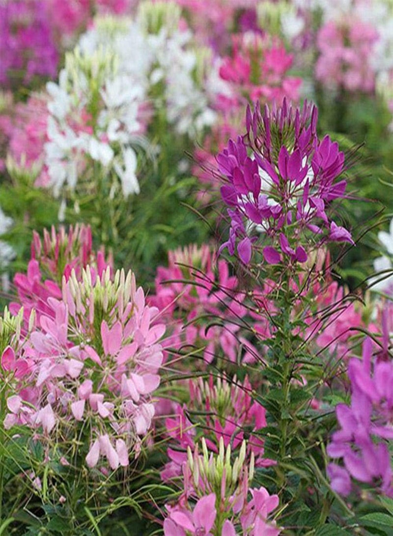 GGOOT Cleome Spider Flower Mixed - Cleome hassleriana Flower Seeds, Also Known as Grandfather's Whiskers Home Garden Planting by Heavy Torch, 500 Seeds