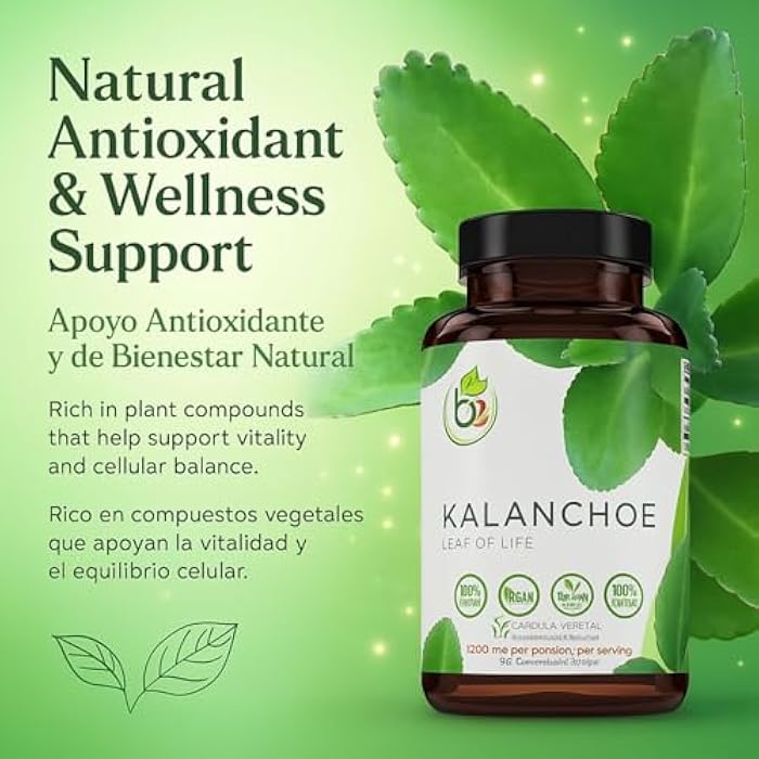 B-Experts Kalanchoe Pinnata Forte(Leaf of Life) 90 Capsules (1500 mg per Serving)Bryophyllum Pinnatum – 100% Natural,Vegan,Non-GMO, Herbal Dietary Supplement for Antioxidant & Wellness Support – by BexpertsUSA - Image 2