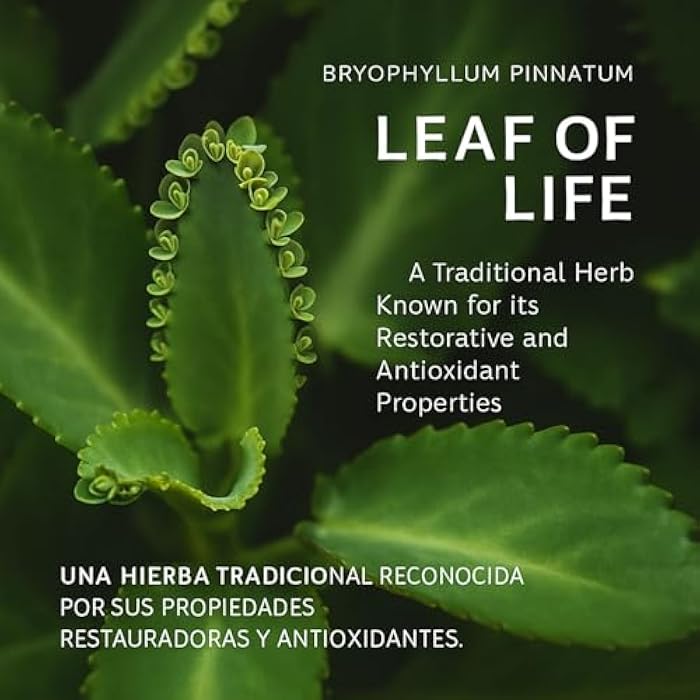 B-Experts Kalanchoe Pinnata Forte(Leaf of Life) 90 Capsules (1500 mg per Serving)Bryophyllum Pinnatum – 100% Natural,Vegan,Non-GMO, Herbal Dietary Supplement for Antioxidant & Wellness Support – by BexpertsUSA - Image 3