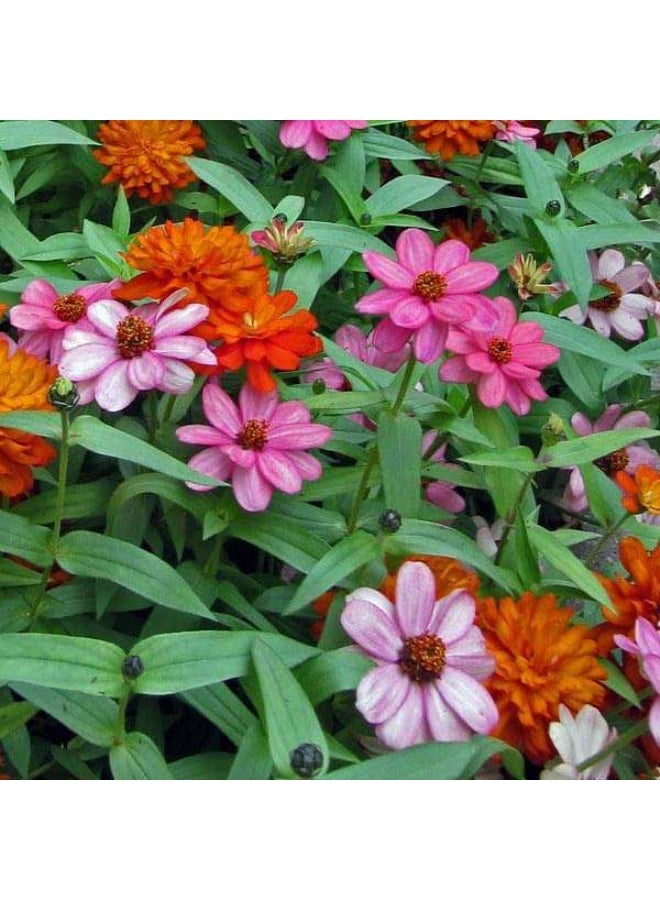 Zinnia Double Mixed Color Desi Flower Seeds