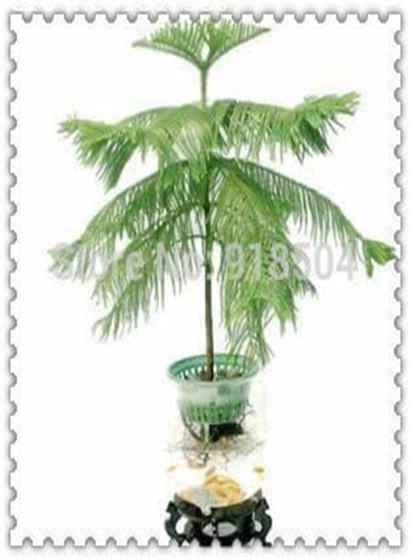 GGOOT AAA 2016 50 Araucaria seeds outdoor plants Refreshing Bonsai seeds Foliage Plants tree seeds - Image 2