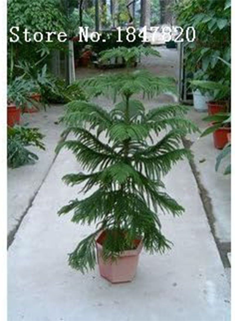 GGOOT AAA 2016 50 Araucaria seeds outdoor plants Refreshing Bonsai seeds Foliage Plants tree seeds - Image 1