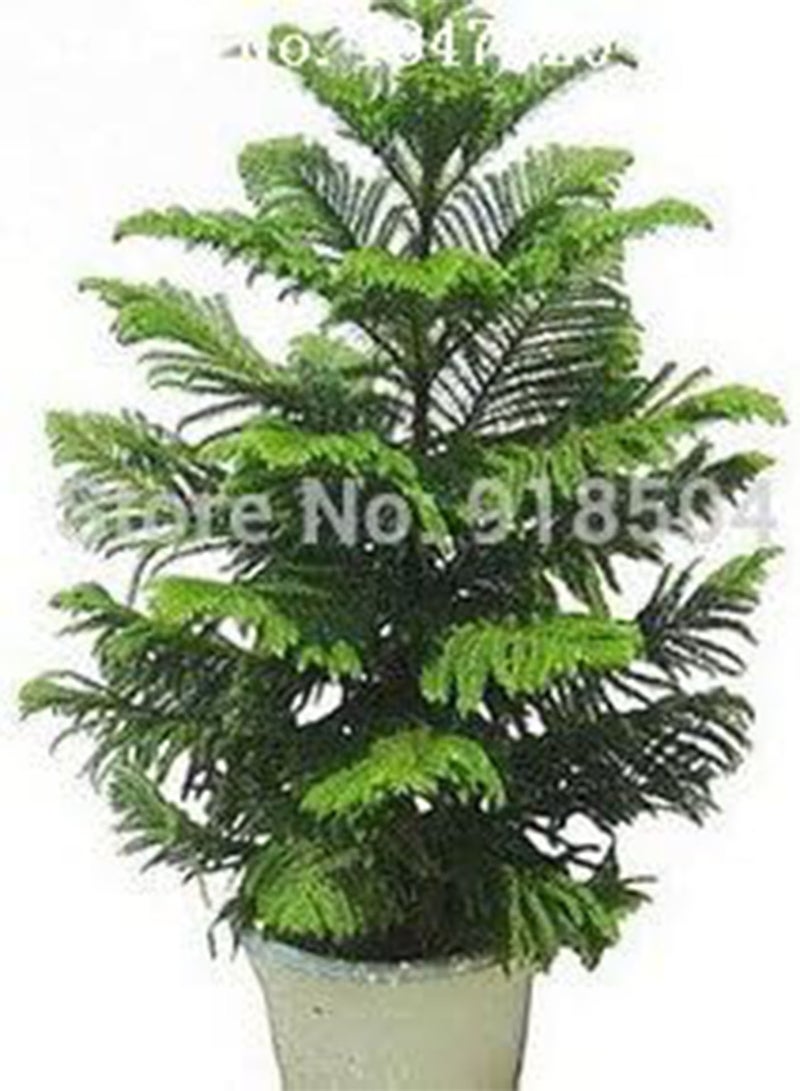 GGOOT AAA 2016 50 Araucaria seeds outdoor plants Refreshing Bonsai seeds Foliage Plants tree seeds - Image 4