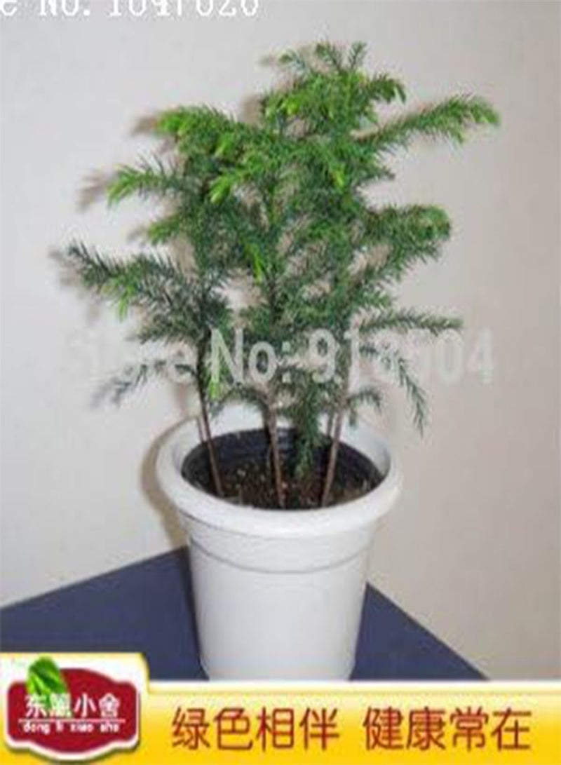 GGOOT AAA 2016 50 Araucaria seeds outdoor plants Refreshing Bonsai seeds Foliage Plants tree seeds - Image 3