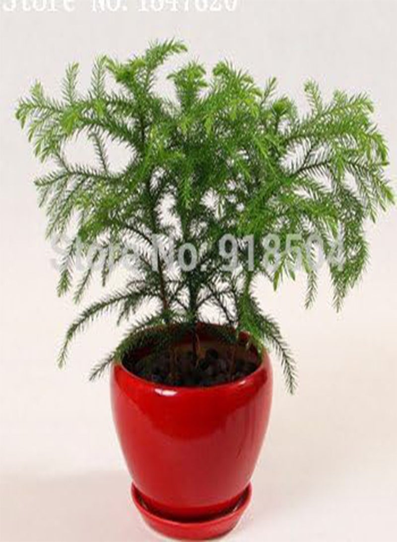 GGOOT AAA 2016 50 Araucaria seeds outdoor plants Refreshing Bonsai seeds Foliage Plants tree seeds - Image 5