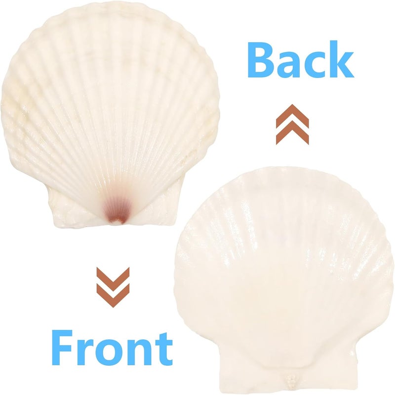 Mkobon 10 PCS 4-5 Inch Large Scallop Shells for Crafting, Natural Large Seashells for Crafts, White Big Sea Shells for DIY Painting, Baking, Beach Wedding Decors - Image 3