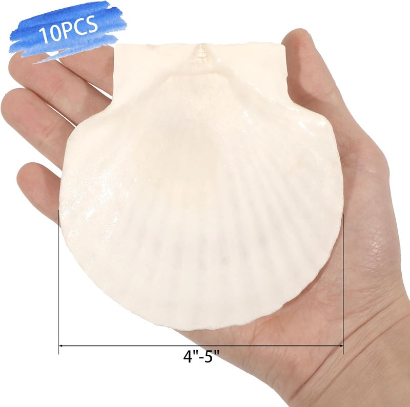 Mkobon 10 PCS 4-5 Inch Large Scallop Shells for Crafting, Natural Large Seashells for Crafts, White Big Sea Shells for DIY Painting, Baking, Beach Wedding Decors - Image 2