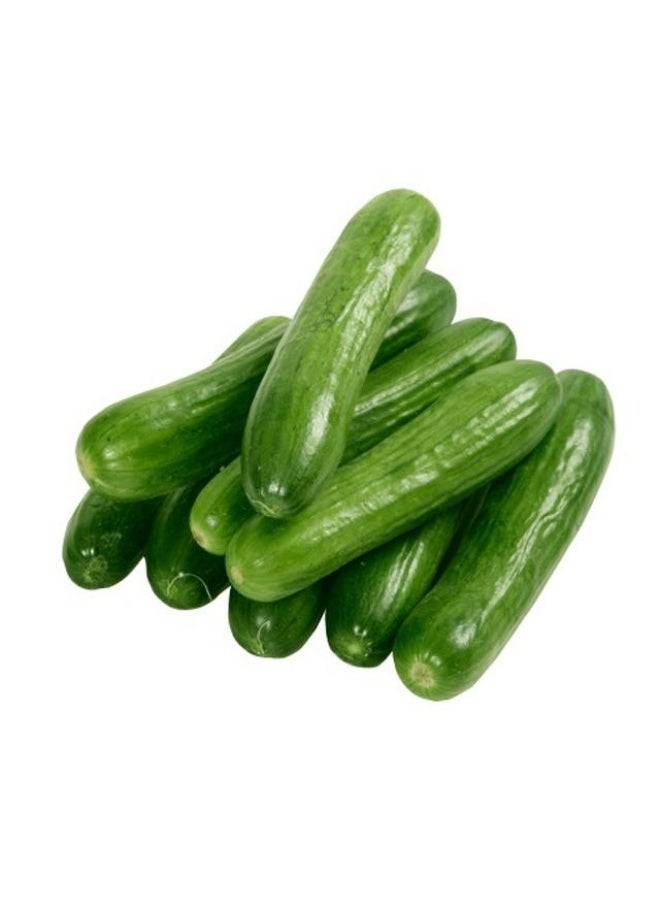 Cucumbers, 500g - 5 to 8 pieces, UAE