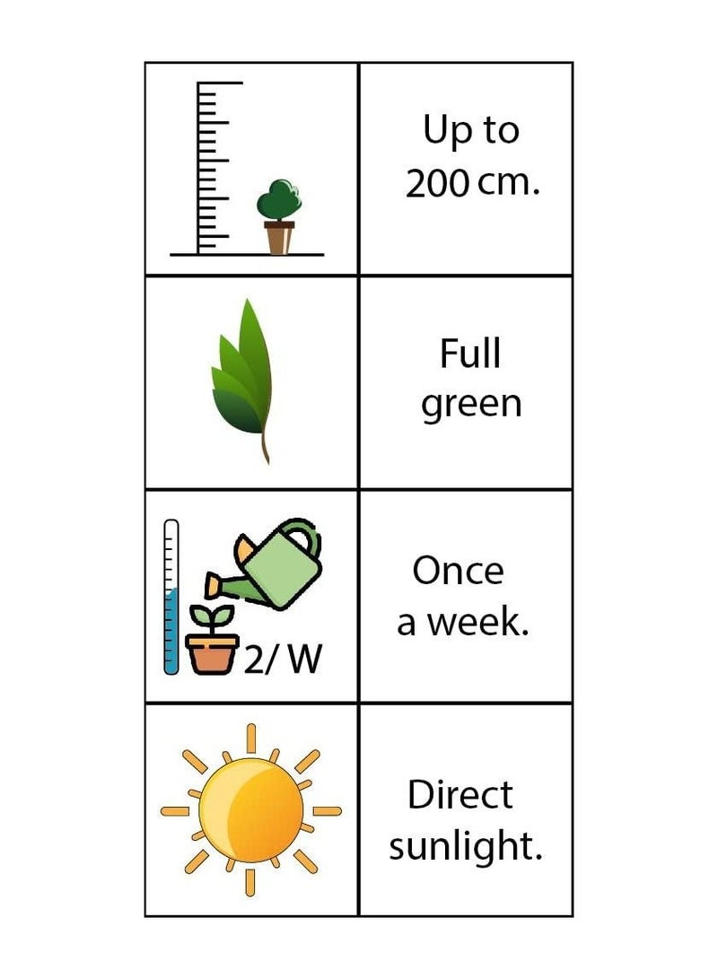 Fresh/Live FICUS MICROCARPA - Perfect Outdoor Plant for Home or Office Decor - Low Maintenance and Air Purifying- 30 CM