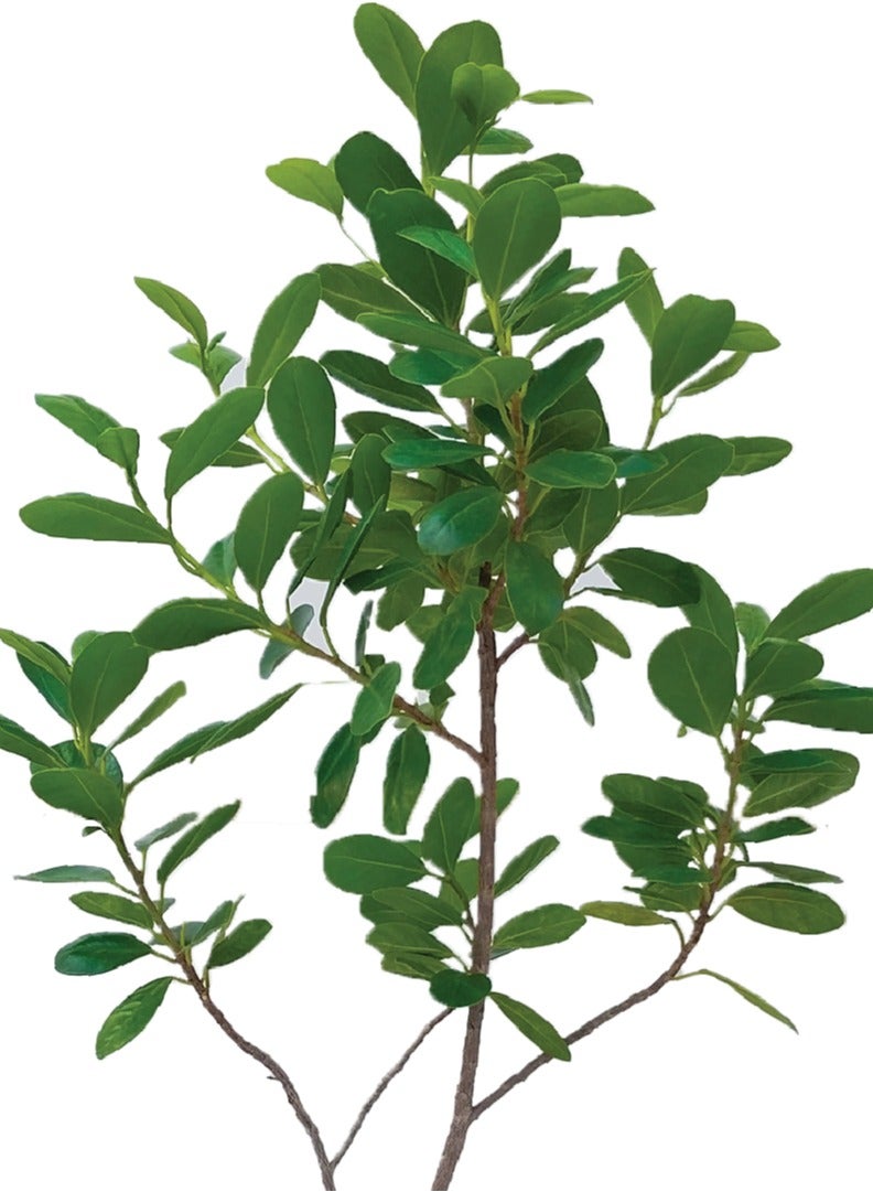 Fresh/Live FICUS MICROCARPA - Perfect Outdoor Plant for Home or Office Decor - Low Maintenance and Air Purifying- 30 CM