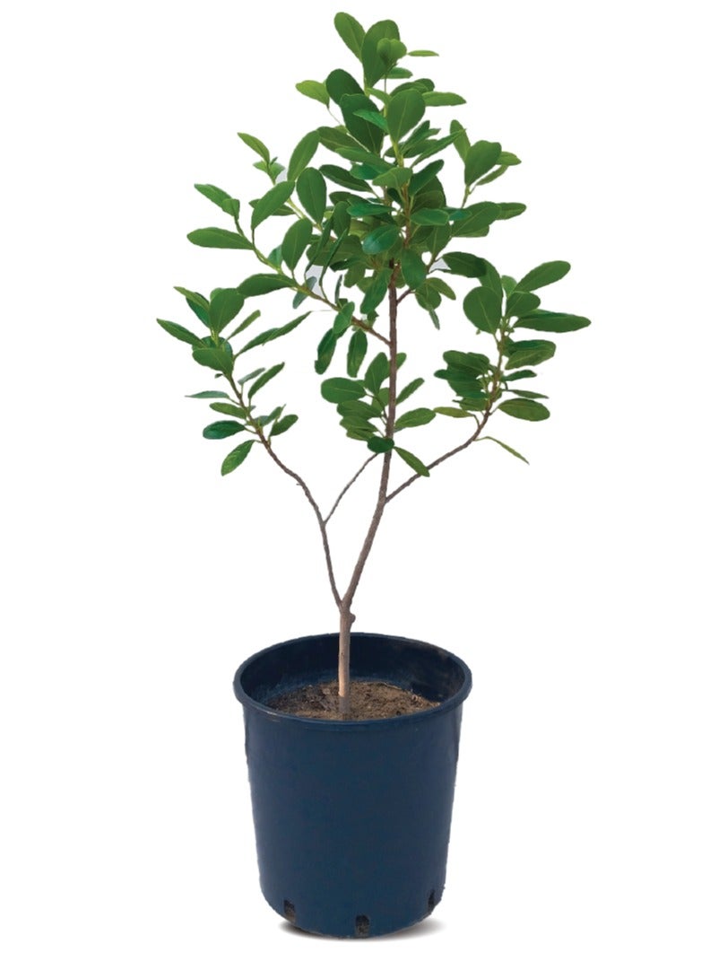 Fresh/Live FICUS MICROCARPA - Perfect Outdoor Plant for Home or Office Decor - Low Maintenance and Air Purifying- 30 CM