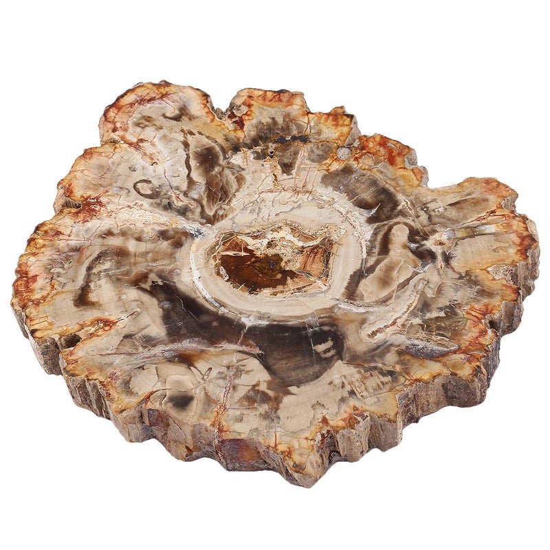 mookaitedecor Natural Petrified Wood Slab Stone Tree Specimen Slice for Reiki Healing Home Decoration Irregular Shape 3.3-4.7 Inch - Image 1