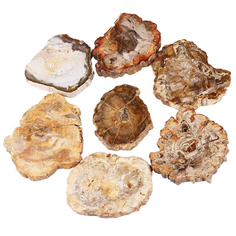 mookaitedecor Natural Petrified Wood Slab Stone Tree Specimen Slice for Reiki Healing Home Decoration Irregular Shape 3.3-4.7 Inch - Image 3