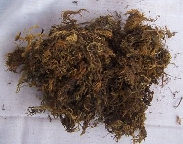 CAPPL طحالب سباغنوم جافة من كاببل، 2 كجم - Image 1