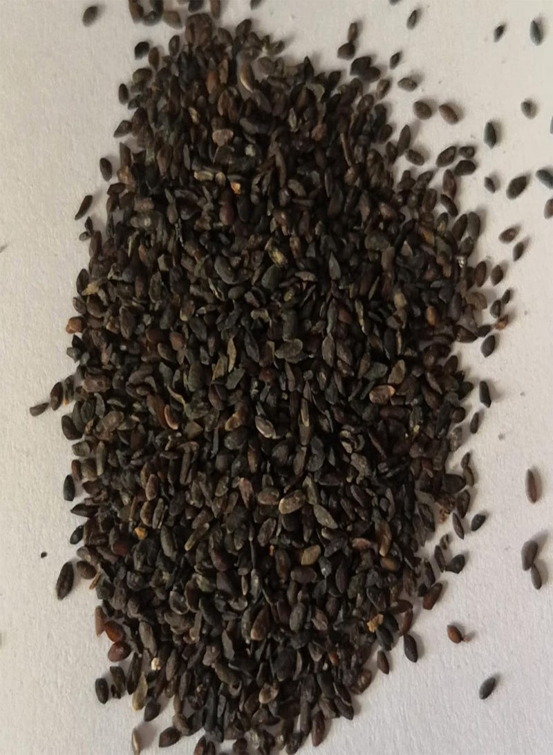 GGOOT Seed for Planting,500Pcs Broadleaf Plantain Herb Seeds Bonsai Plant Home Garden Backyard Decor-Plantain Herb Seeds - Image 2