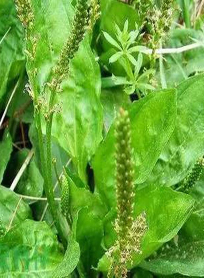 GGOOT Seed for Planting,500Pcs Broadleaf Plantain Herb Seeds Bonsai Plant Home Garden Backyard Decor-Plantain Herb Seeds - Image 1