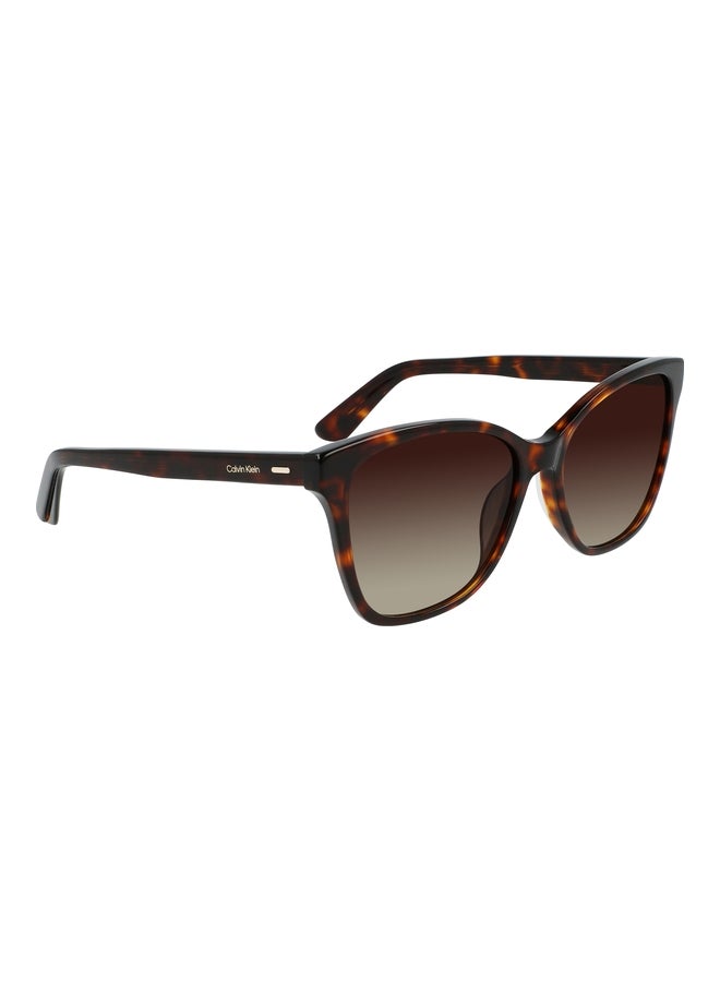 CALVIN KLEIN FULL RIM ACETATE MODIFIED RECTANGLE CALVIN KLEIN SUN CK21529S N 5516 (220) BROWN HAVANA - Image 1