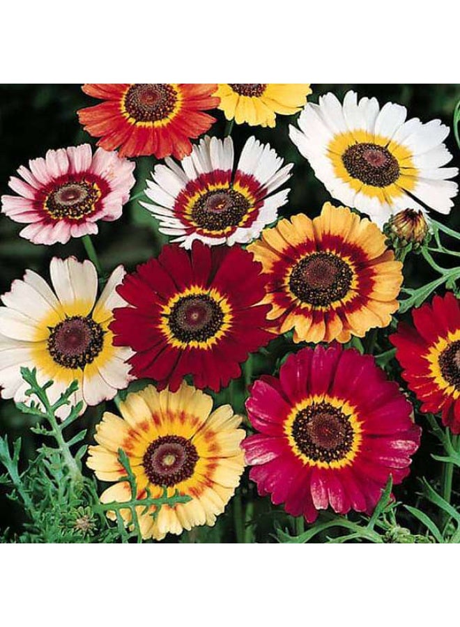 Chrysanthemum Carinatum Mixed Color Flower Seeds