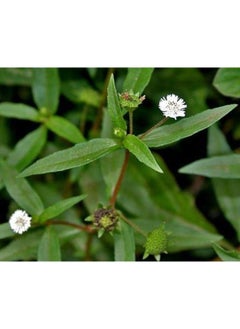 Online Quality Store Bhringraj Powder For Hair - 100% Organic (100 Grams)  - Image 5