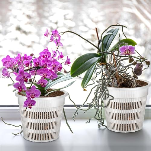 Tim Tim Agro Orchid Pot 8 inch Orchid Pots with Holes 12 Pcs Clear Plastic Orchid Pots Slotted Orchid Pots for Repotting Clear Nursery Pots Net Pots Plastic Flower Plant Pot Indoor Outdoor (8nch, 12pcs) - Image 5