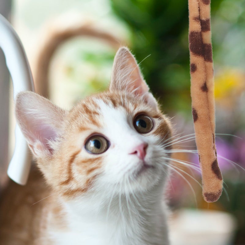 Cat Stick Kitten Teasing Plush Leopard Tail Cat Teaser - Image 5