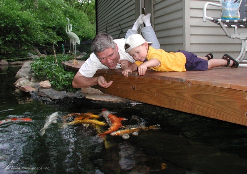 Aquascape طعام أسماك أكوا سكيب المتميز لتعزيز اللون لأسماك البرك الكبيرة - حبيبات كبيرة 44 رطل 98875 - Image 3