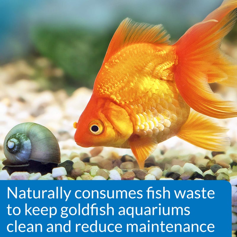 API GOLDFISH PROTECT Aquarium Water Conditioner 4-Ounce Bottle - Image 3