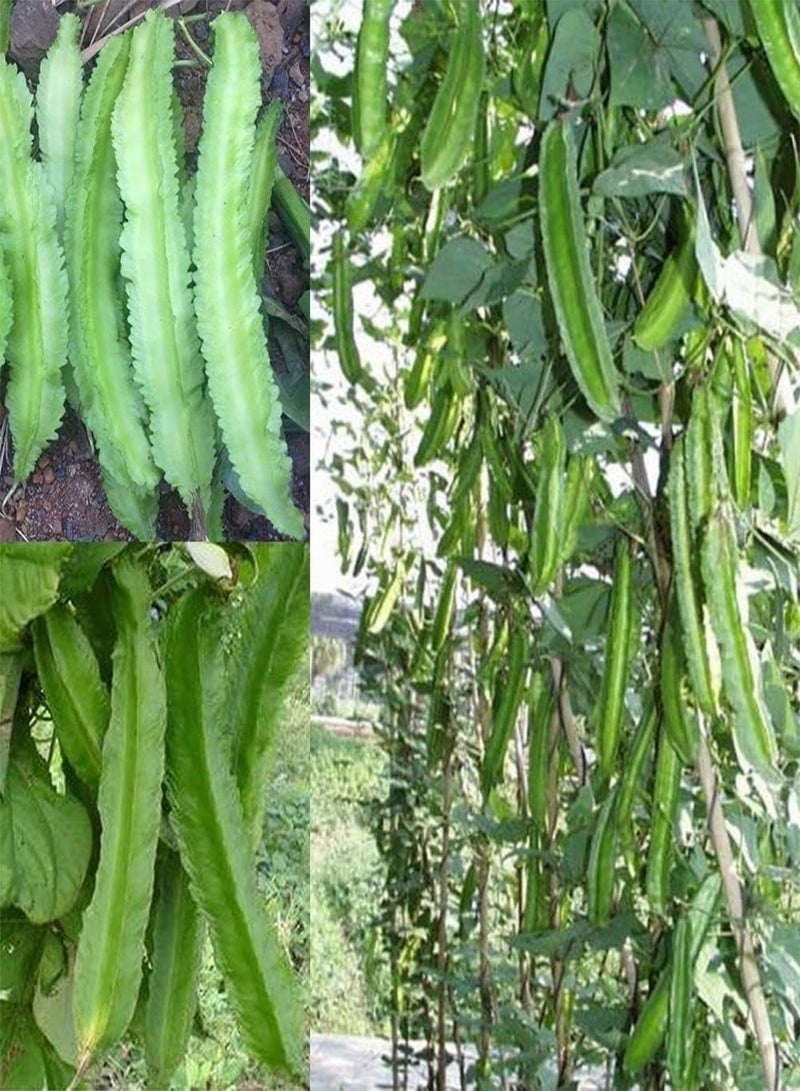 GGOOT 20Pcs DIY Asparagus Pea Seeds,Winged Bean Farm Yard Garden Delicious Vegetable for Planting Garden Yard Outdoor 1 One Size - Image 3