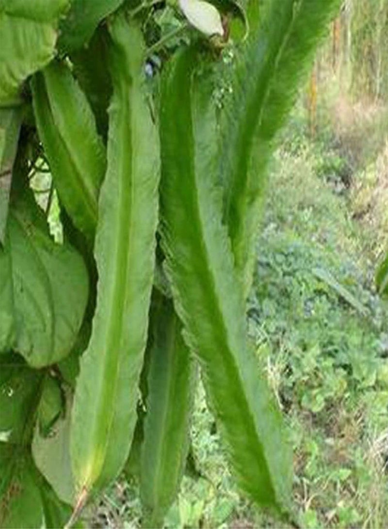 GGOOT 20Pcs DIY Asparagus Pea Seeds,Winged Bean Farm Yard Garden Delicious Vegetable for Planting Garden Yard Outdoor 1 One Size - Image 4