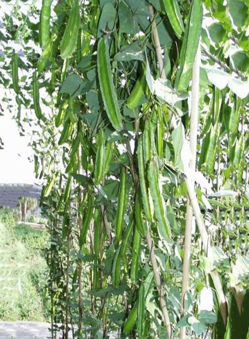 GGOOT 20Pcs DIY Asparagus Pea Seeds,Winged Bean Farm Yard Garden Delicious Vegetable for Planting Garden Yard Outdoor 1 One Size - Image 5