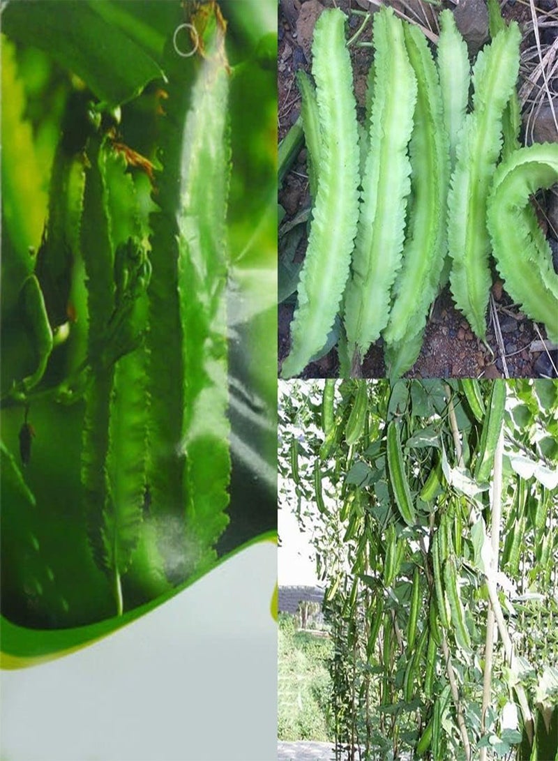 GGOOT 20Pcs DIY Asparagus Pea Seeds,Winged Bean Farm Yard Garden Delicious Vegetable for Planting Garden Yard Outdoor 1 One Size - Image 2