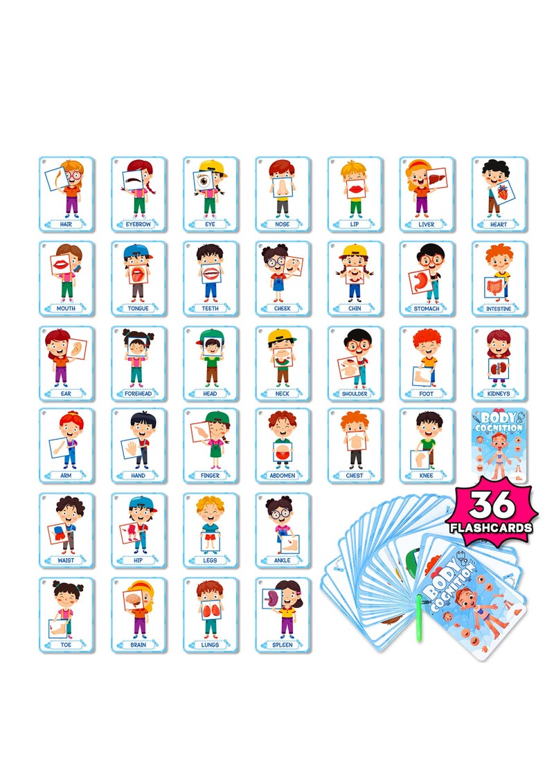 Y&D - 36 Pcs Body Cognition Education Card Children's Enlightenment Early Education Parent-Child Educational Toys - Image 1