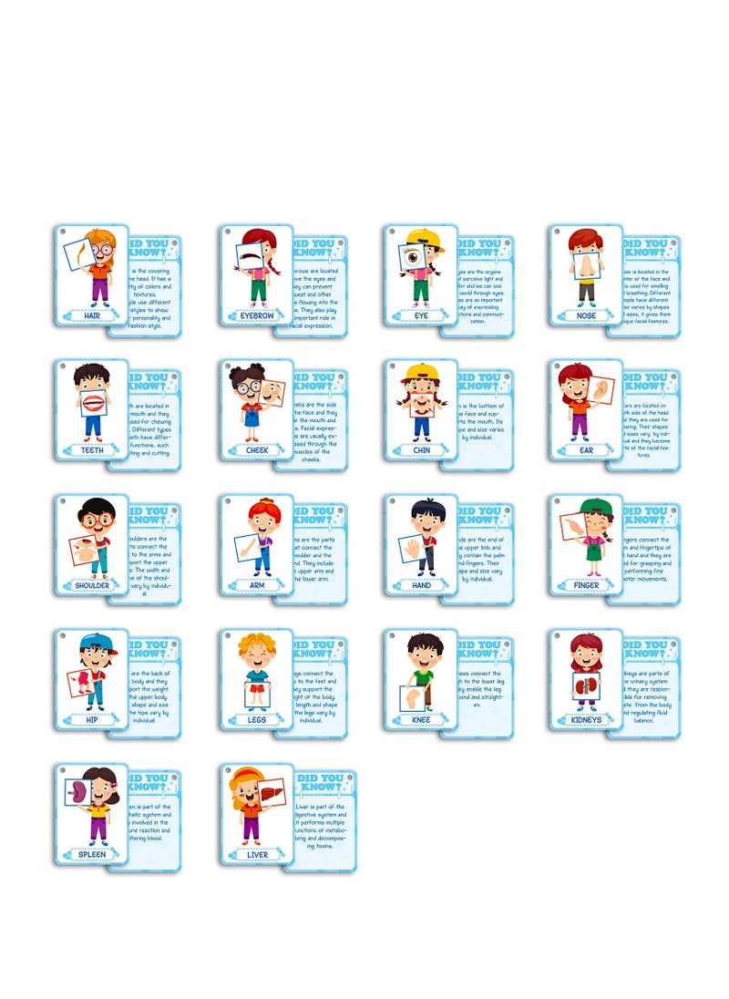 Y&D - 36 Pcs Body Cognition Education Card Children's Enlightenment Early Education Parent-Child Educational Toys - Image 1