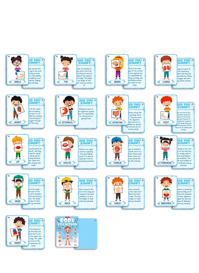 Y&D - 36 Pcs Body Cognition Education Card Children's Enlightenment Early Education Parent-Child Educational Toys - Image 1