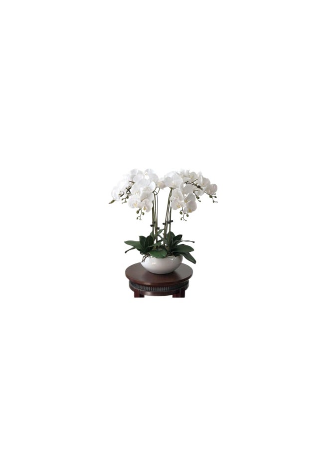 Trandy Flowers WHITE Orchid JUNGLE 