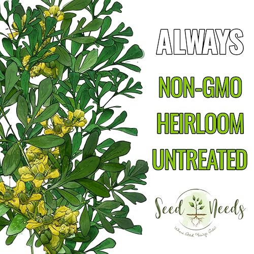 Seed Needs Rue Seeds for Planting - Non-GMO Heirloom & Untreated Perennial Herb Seed to Plant a Home Grown Medicinal Garden Indoors or Outdoors (2 Packs) - Image 4