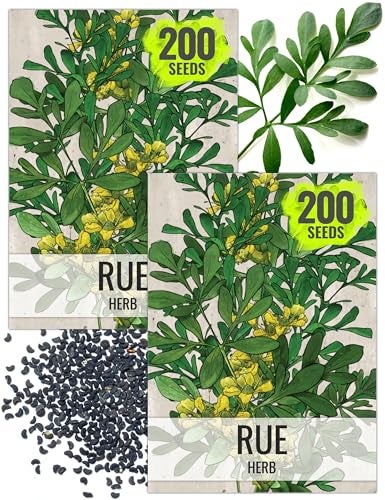Seed Needs Rue Seeds for Planting - Non-GMO Heirloom & Untreated Perennial Herb Seed to Plant a Home Grown Medicinal Garden Indoors or Outdoors (2 Packs) - Image 1