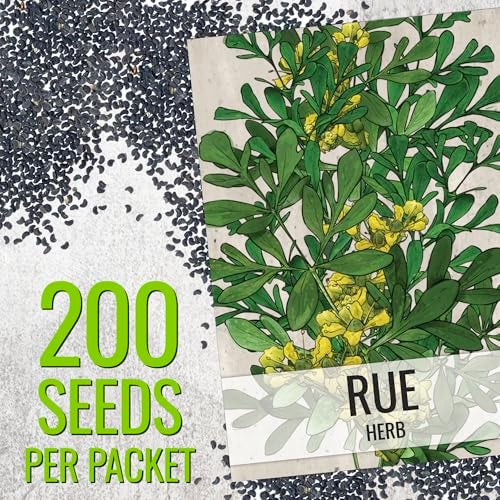 Seed Needs Rue Seeds for Planting - Non-GMO Heirloom & Untreated Perennial Herb Seed to Plant a Home Grown Medicinal Garden Indoors or Outdoors (2 Packs) - Image 2
