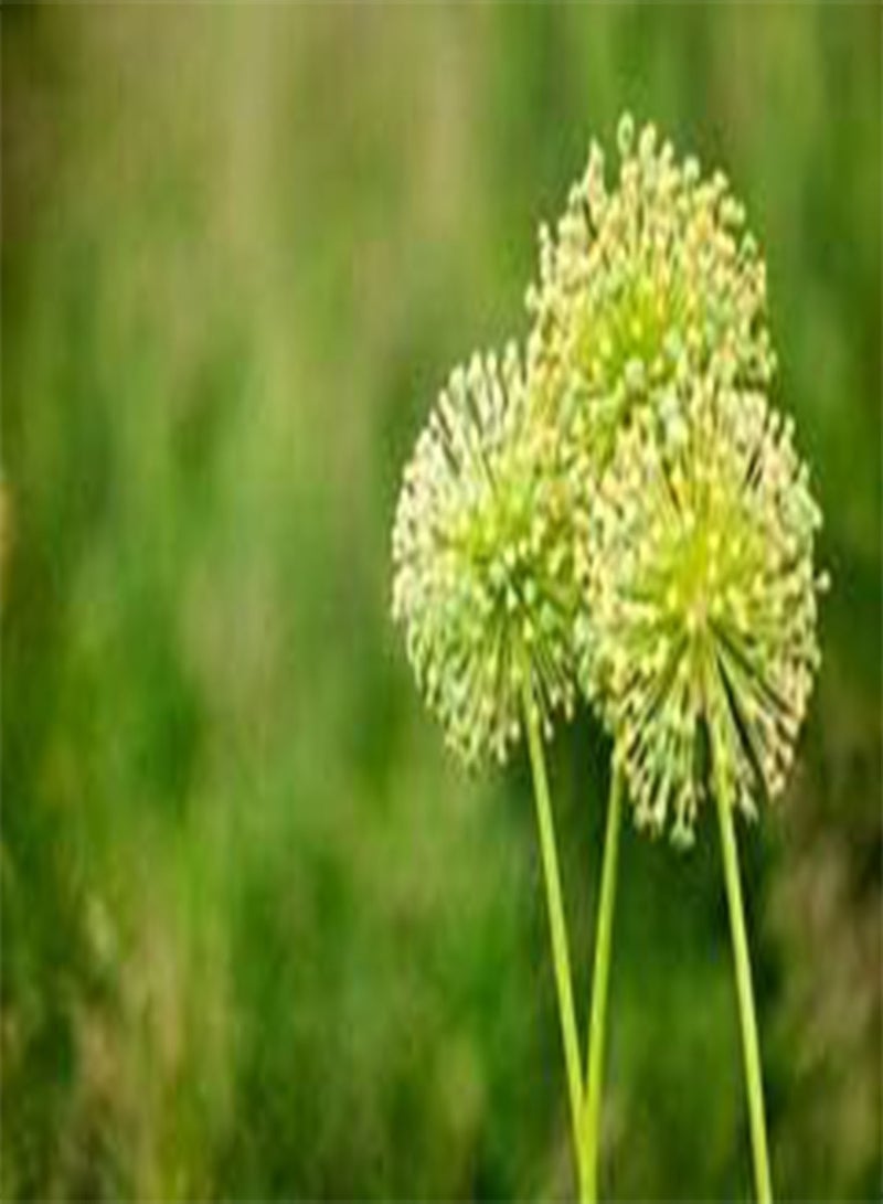 GGOOT seeds Fresh 100 pcs Giant Allium Giganteum Flower Seeds for Planting Light Green