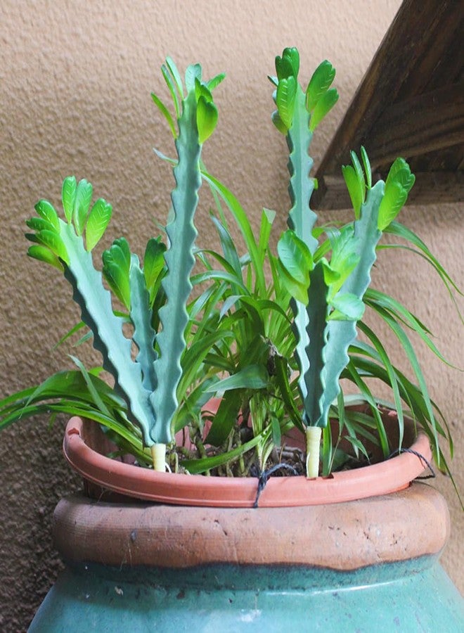 COTSEN 2 Pack 12.2 inch Artificial Succulents Artificial Cactus Plant Fake Cactus Unpotted Artificial Succulent Plants Home Garden Office Indoor and Outdoor Decor - Image 3