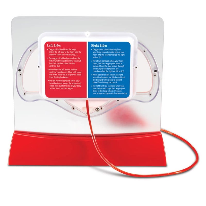 Learning Resources Learning Resources Pumping Heart Model - 1 Piece, Grades 3+ | Ages 8+ Educational Science Kit, Science Education Supplies, Science Teaching Supplies,Back to School Supplies,Teacher Supplies - Image 3