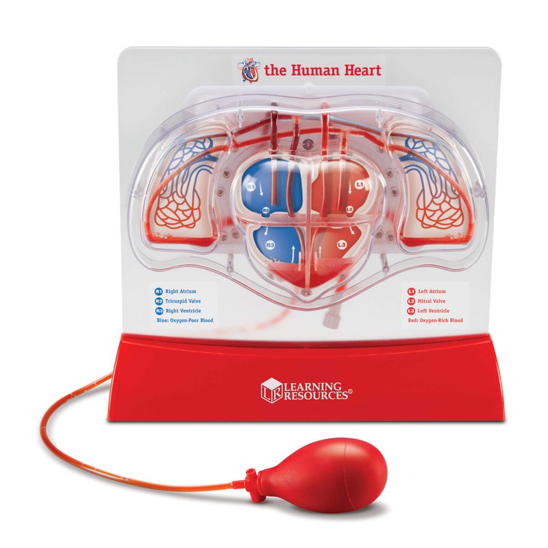 Learning Resources Learning Resources Pumping Heart Model - 1 Piece, Grades 3+ | Ages 8+ Educational Science Kit, Science Education Supplies, Science Teaching Supplies,Back to School Supplies,Teacher Supplies - Image 1