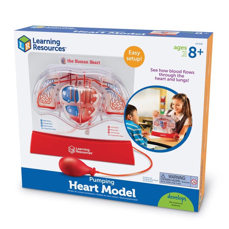 Learning Resources Learning Resources Pumping Heart Model - 1 Piece, Grades 3+ | Ages 8+ Educational Science Kit, Science Education Supplies, Science Teaching Supplies,Back to School Supplies,Teacher Supplies - Image 5