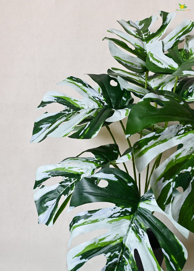 Blooming Floret Polyester Artificial Monstera Plant|with Basic Black Pot|12 Contrasting Leaves in Green&White|60.9 cm Short Ornamental Plant for Interior Decor/Home Decor/Office Decor|Durable - Image 2