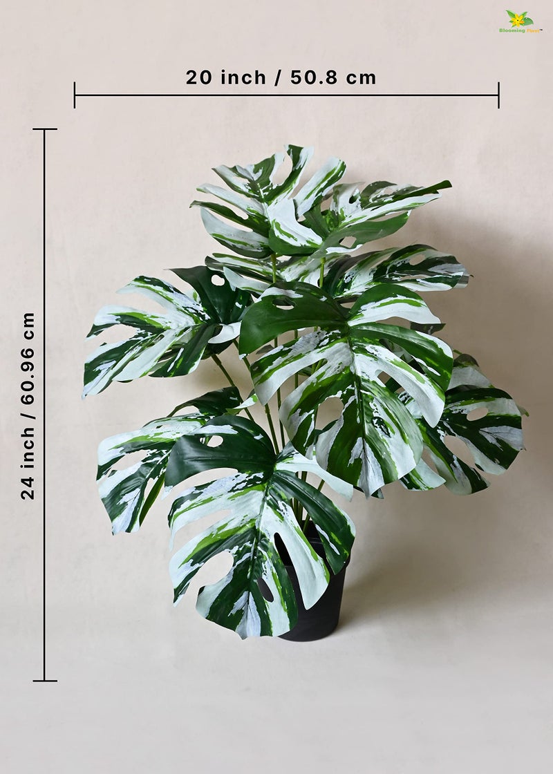 Blooming Floret Polyester Artificial Monstera Plant|with Basic Black Pot|12 Contrasting Leaves in Green&White|60.9 cm Short Ornamental Plant for Interior Decor/Home Decor/Office Decor|Durable - Image 3
